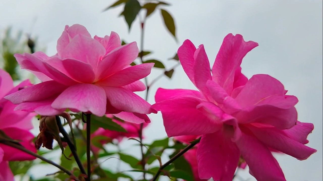 New relaxing music, peaceful and romantic spring melodies, beautiful nature and colorful flowers
