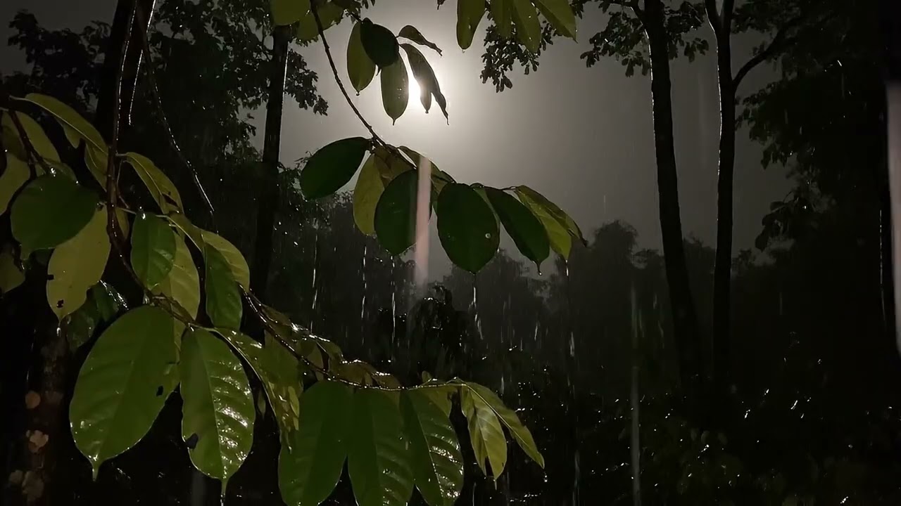 the sound of the rain under the tree