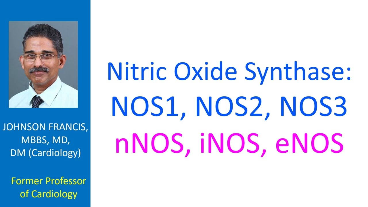 Nitric Oxide Synthase: NOS1, NOS2, NOS3 - nNOS, iNOS, eNOS