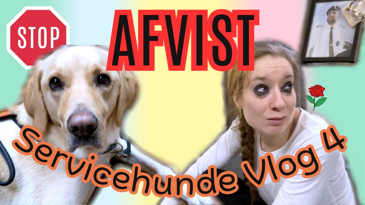 Servicehunde Vlog 4 Afvist i fitnesscenter