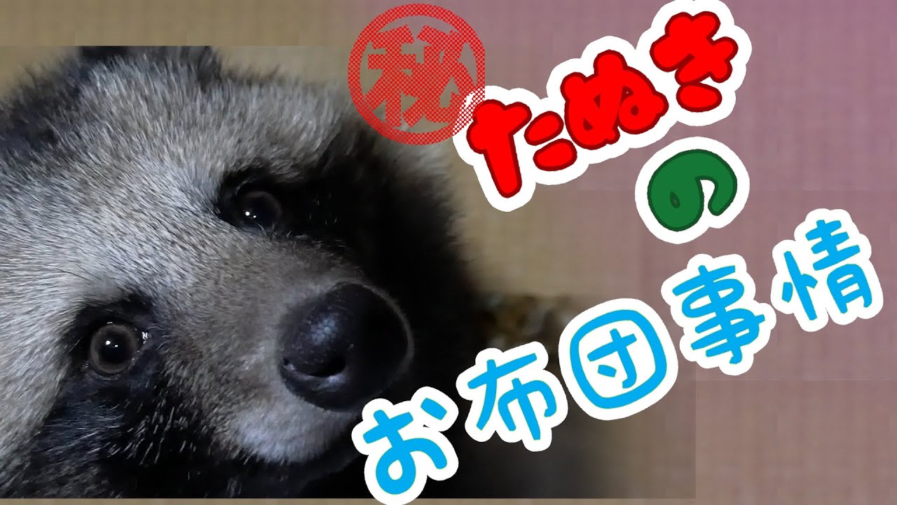 【タヌキと2人暮らし】たぬきのお布団事情
