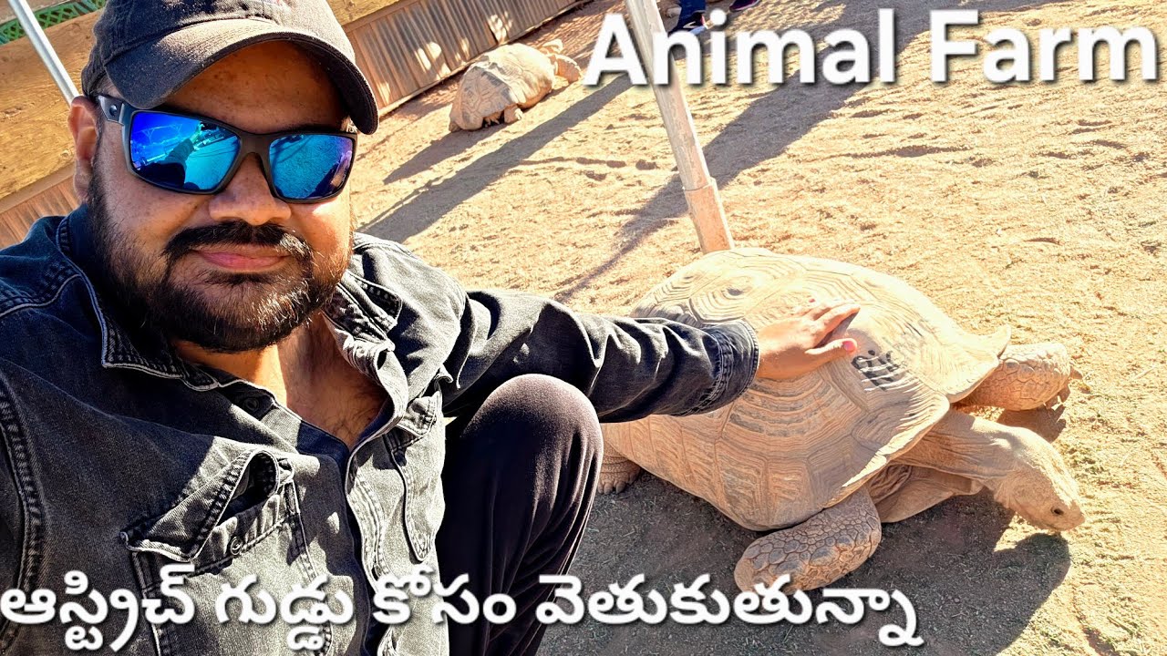 అమెరికాలో Animal Farm Experience ఆస్ట్రిచ్ గుడ్డు కోసం వెతుకుతున్నా Phoenix USA Telugu Vlogs