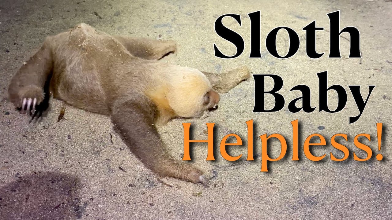 Costa Rica Sloth Rescue – Saving a Baby Sloth in the Jungle