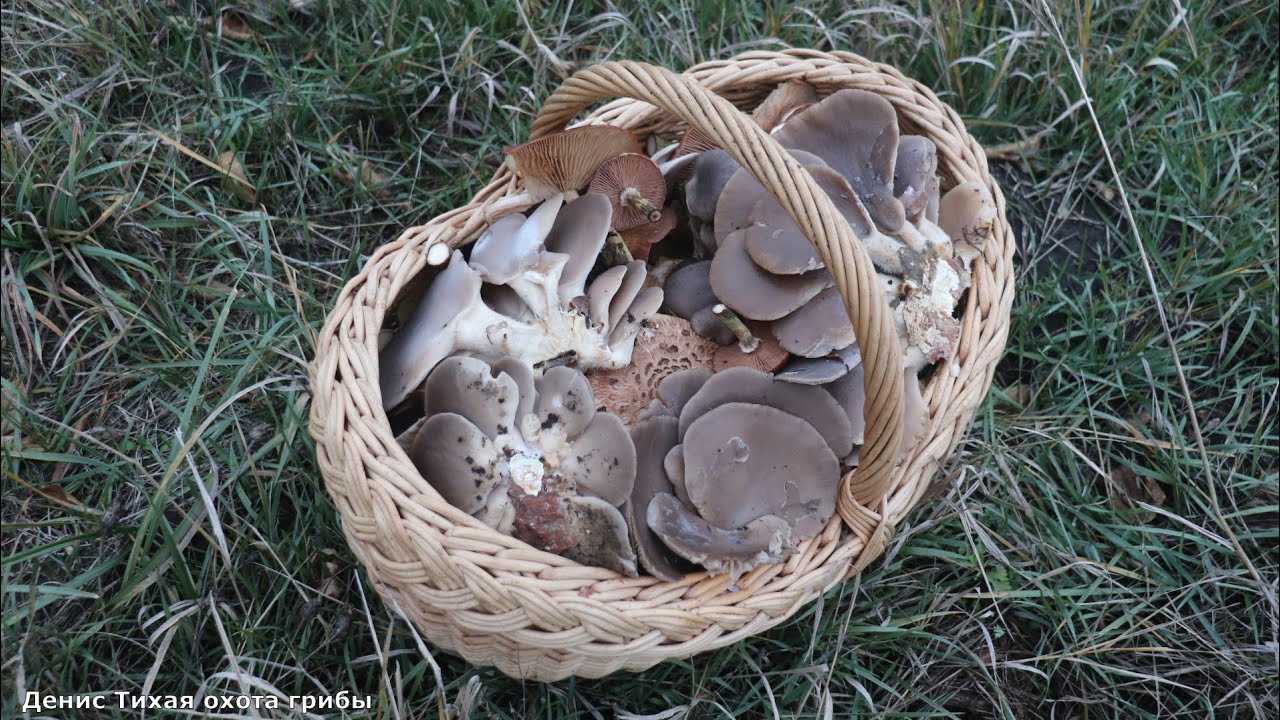 Царство грибов в одном походе! Что я нашёл?