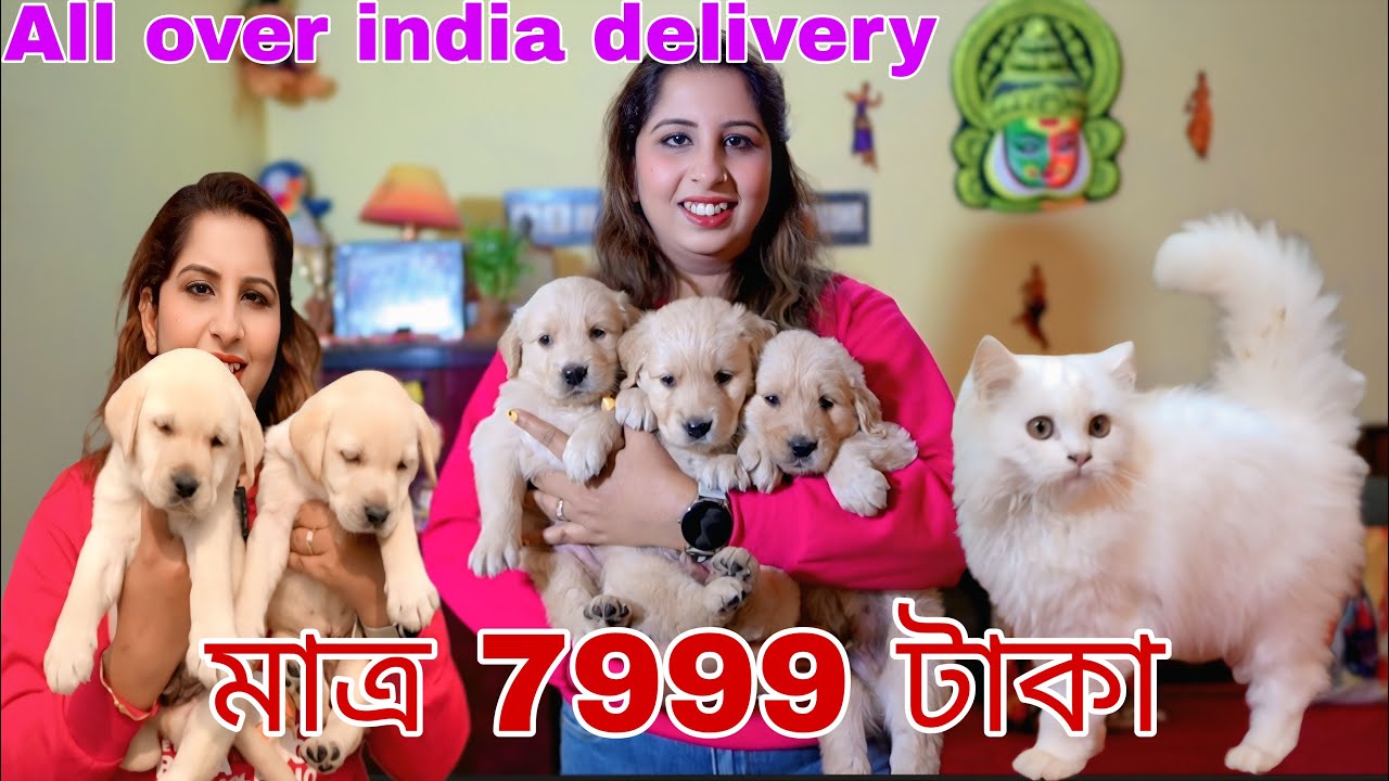 Labrador মাত্র 7999টাকা ! Home breed puppy sale lowest price!Dog market in Kolkata !golden retriever