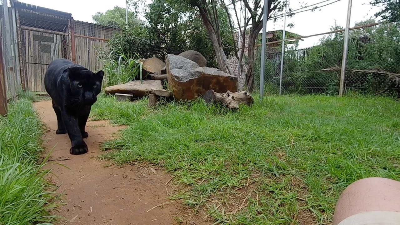 Black Leopard Nova interaction