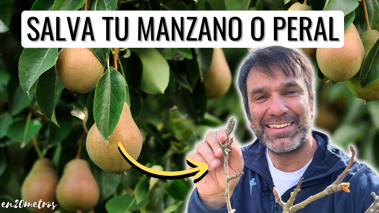 CÓMO USAR COBRE PARA SALVAR UN PERAL O MANZANO: fungicida sistémico + poda formación || en20metros