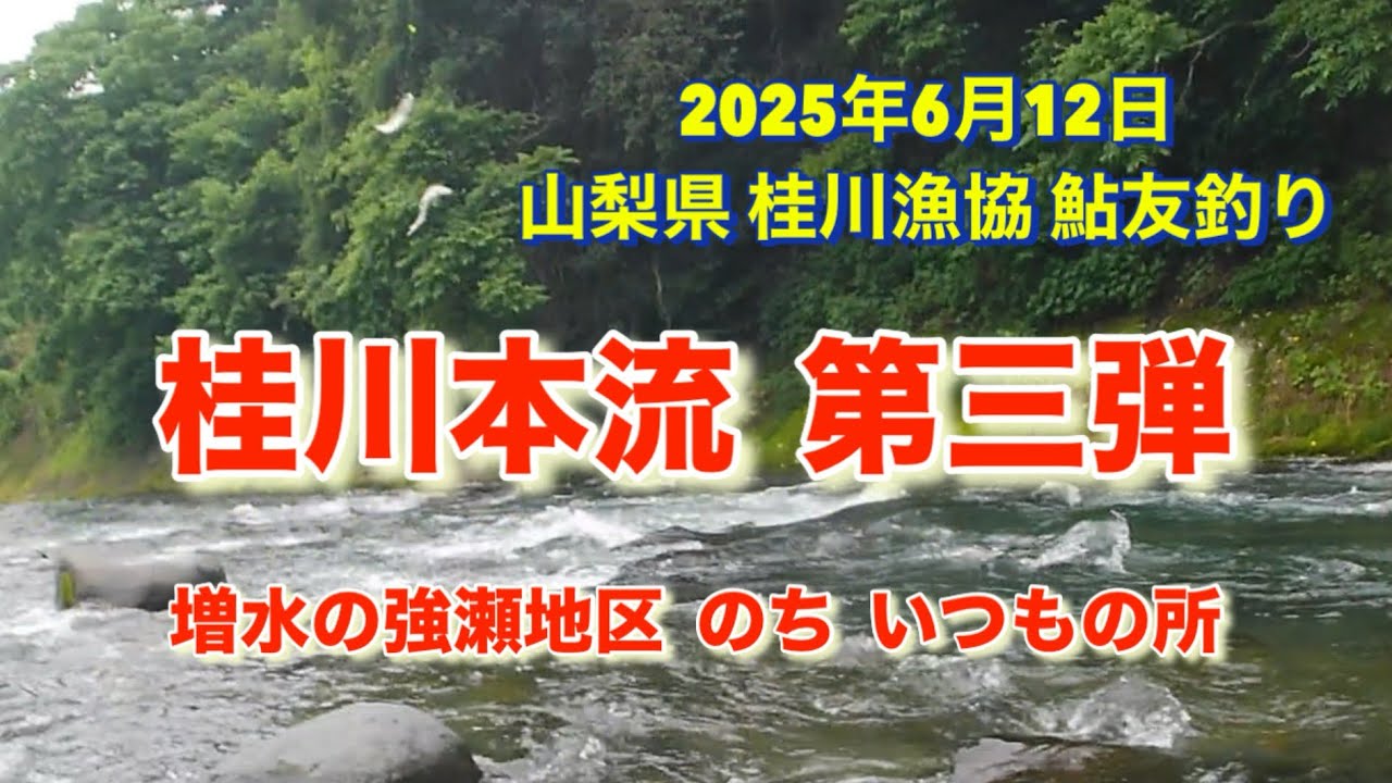 山梨県 桂川漁協 桂川本流 鮎友釣り 2025年6月12日 増水していると言う強瀬地区に行ってみました。が、結局いつもの場所に助けられました😮‍💨