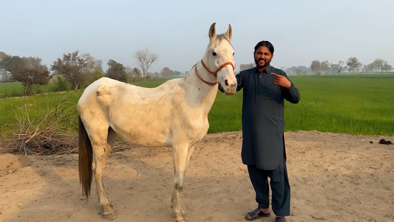 Mout Ke Mu Se Rescue Kiya! 😱 Bechari Ghodi Ki Halat Dekh Kar Dil Ro Para