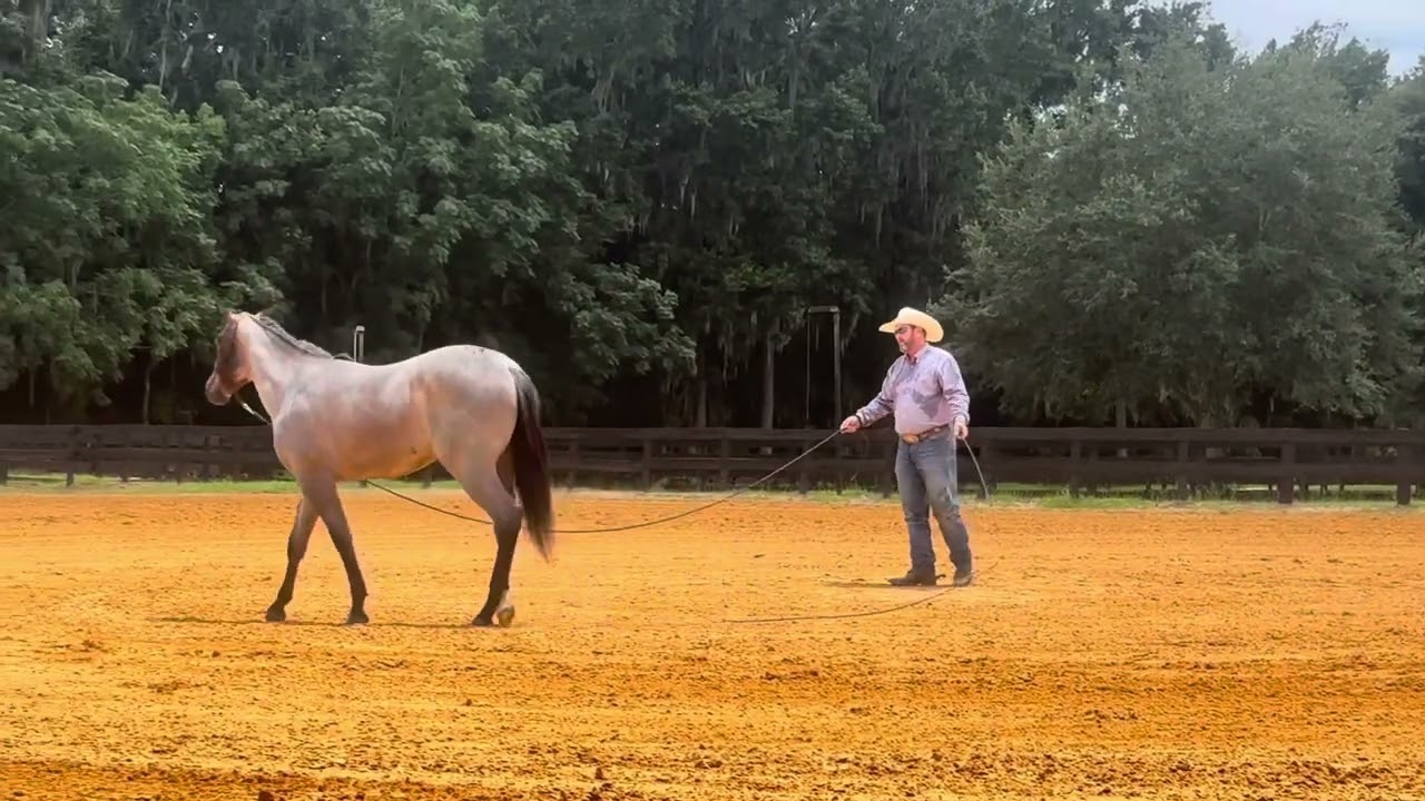 🥃RS Sip N Good Brandy🥃                            2023 AQHA Gelding