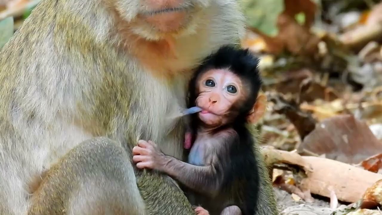Monkey Grab In Cambodia Good All Monkeys In Khmer #189