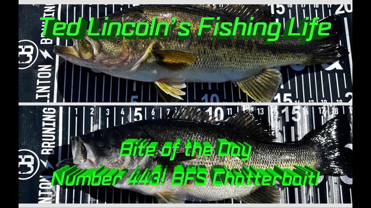 BFS Chatterbait! BOTD 443! HH Customs and 6th Sense comb