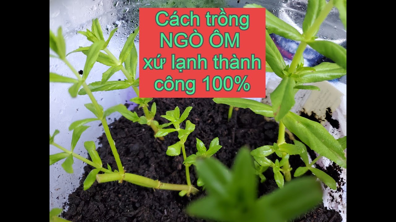 Ngò ôm- Cách trồng ngò ôm xứ lạnh thành công 100% - cách trồng ngò ôm - cách trồng rau ngổ