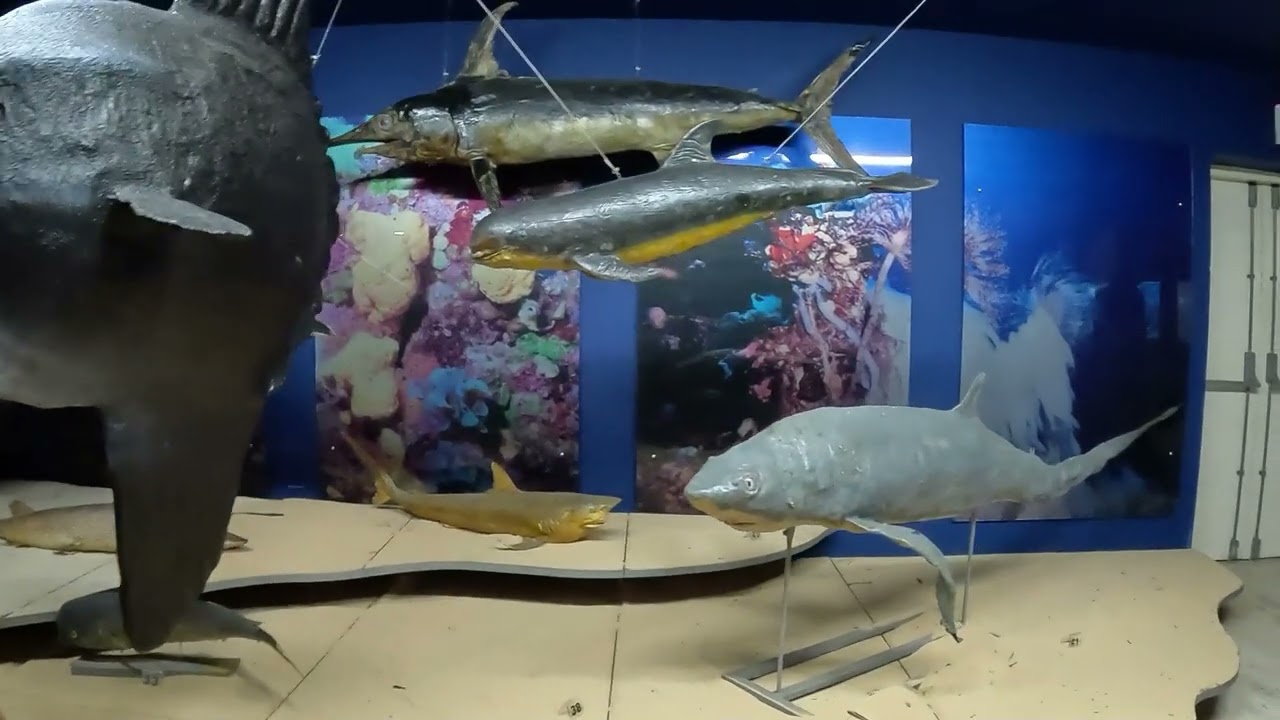 Thalassa Museum - Ayia Napa, Cyprus in 4K