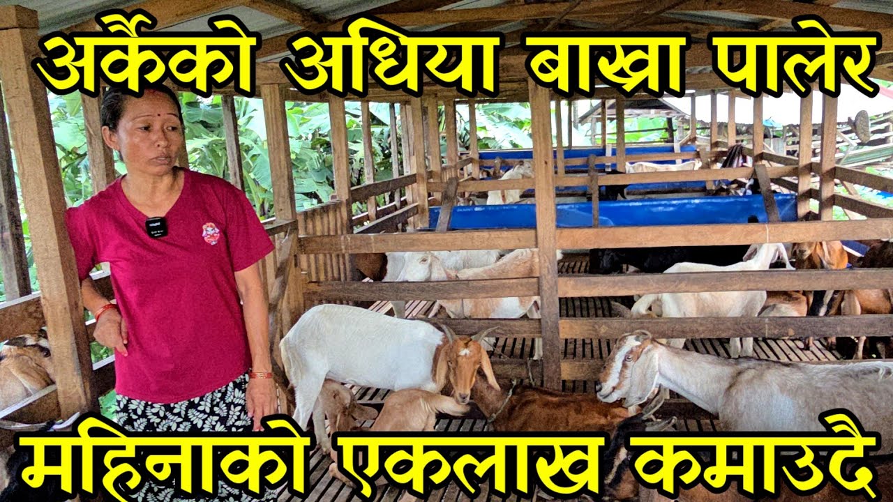 छिमेकिको अधिया बाख्रा पालेर घर घडेरी जोडेकी राइनी दिदि,बिदेश जानै पर्दैन goat farming