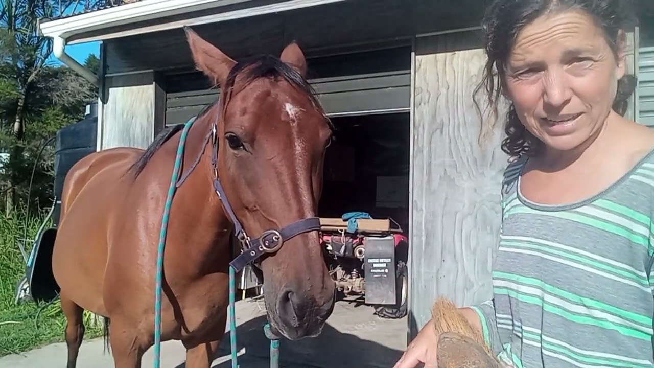 How to get more cooperation from your horse - part 1