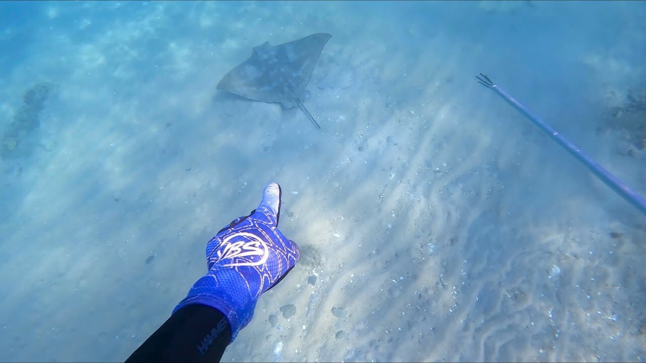 I've Never Seen This Ray Whilst Hand Spearing Before