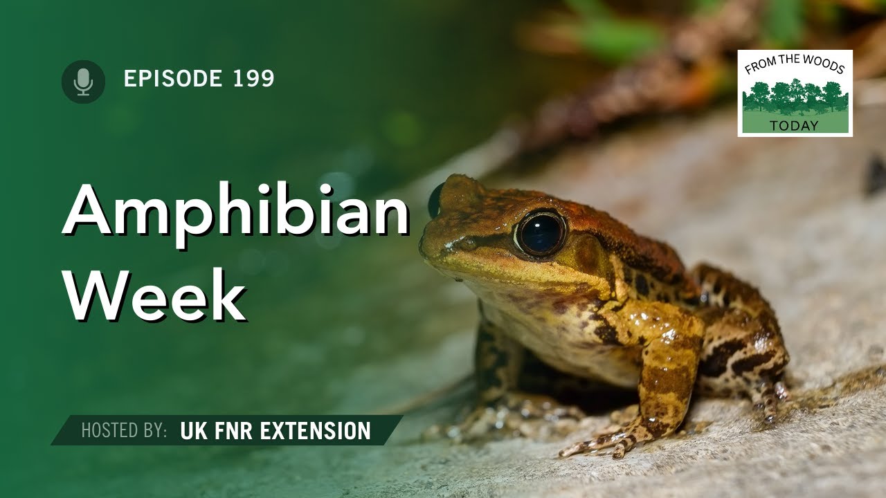 Amphibian Week - From the Woods Today - Episode 199