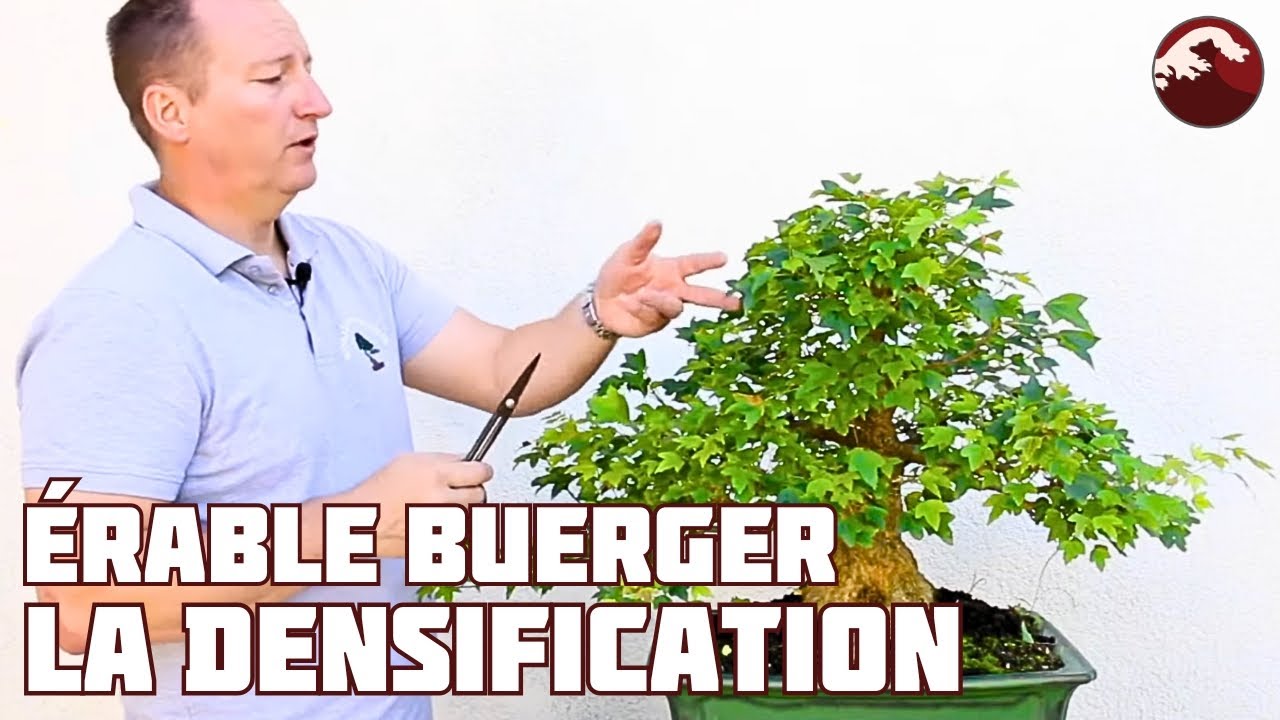 Taille d'Entretien de l'Érable Buerger 🌱 NEJIKAN BONSAI 🌱