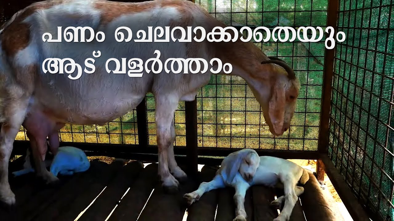 ആടുവളര്ത്തല്‍ എങ്ങനെ ലാഭകരമാക്കാം | Goat Farming | Malabari Goats