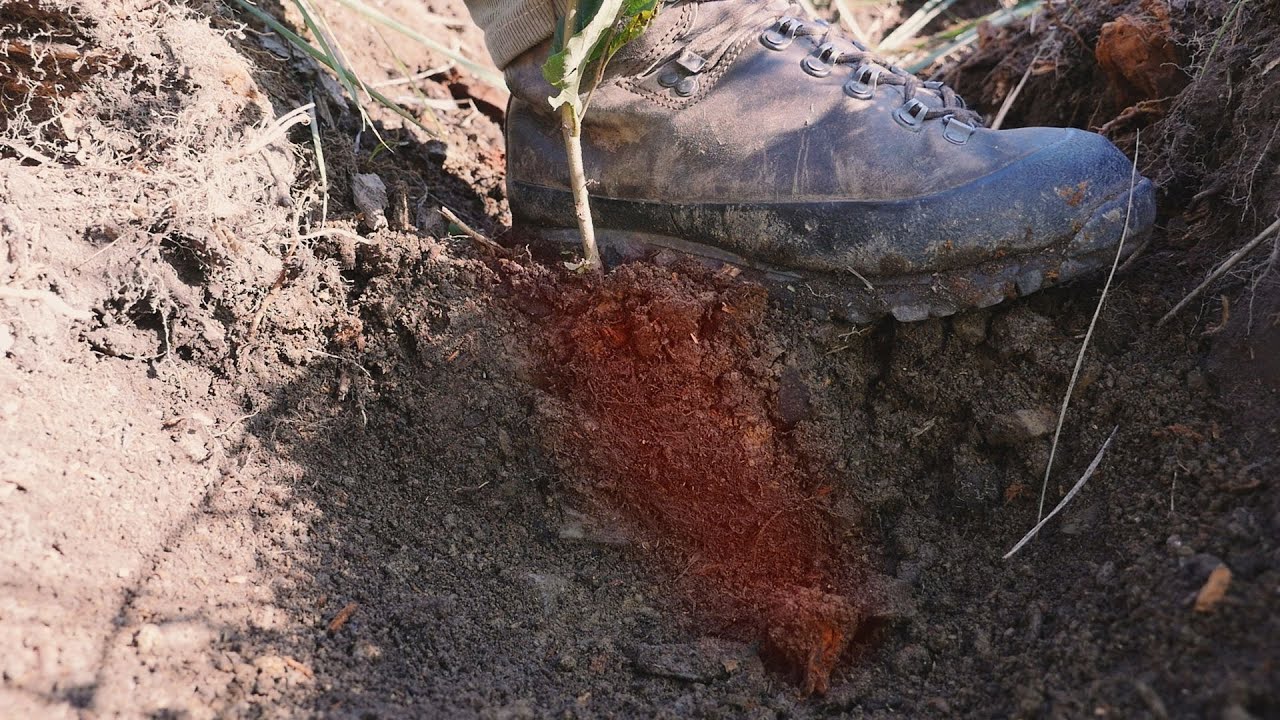 Příklady nesprávné výsadby