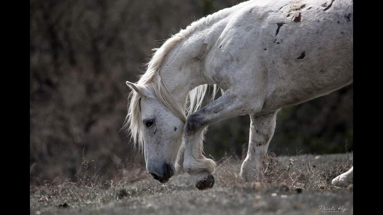 RDVideo - La storia di GambaTorta - The story of Broken Leg