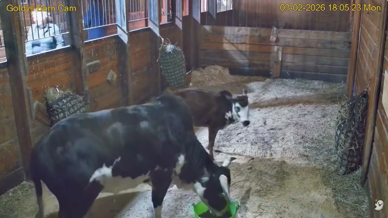 Goldy's  Barn 554pm ET hay;605pm grain Elvis;626pm  Gemmie enters ;Sally Chickens back322026