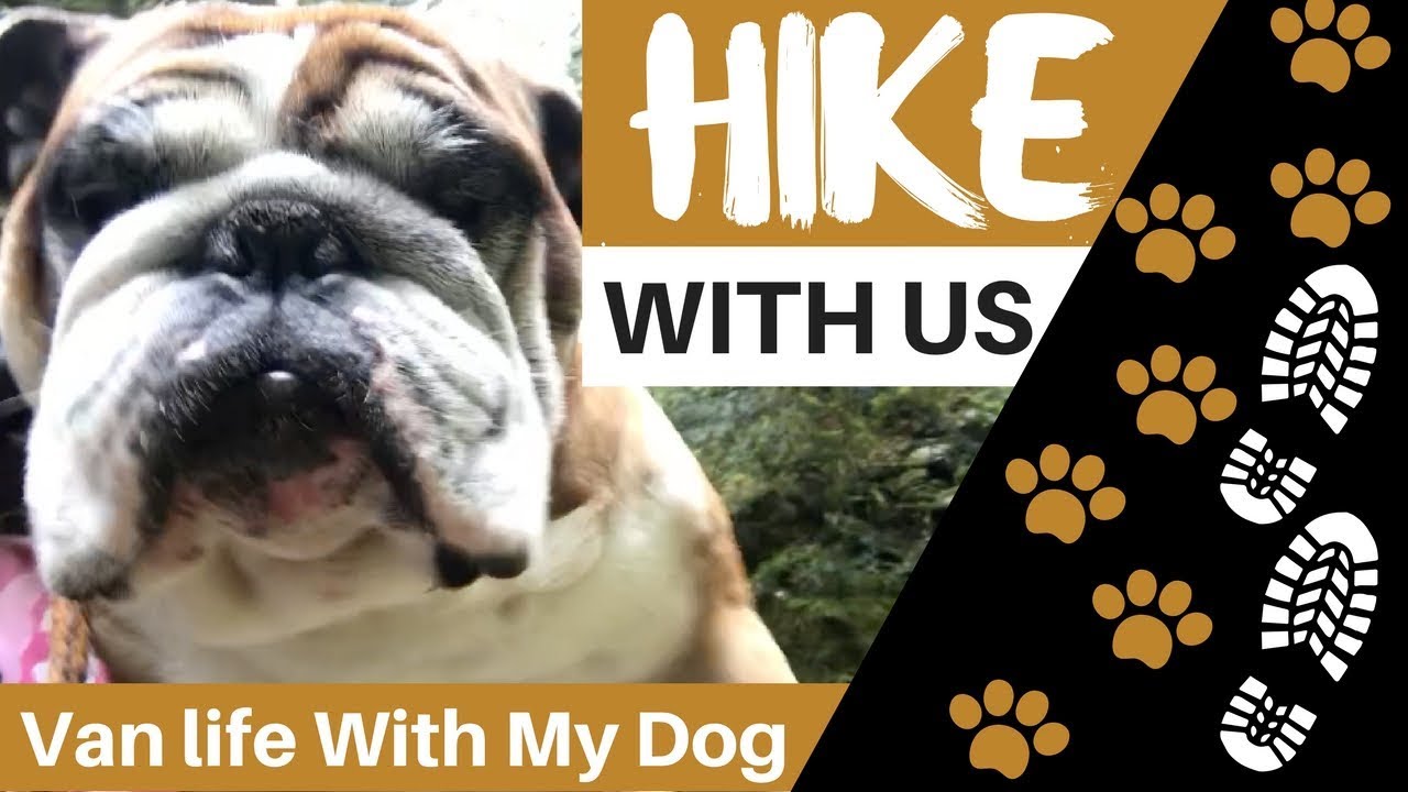 HIKE WITH US | Van Life With My Dog