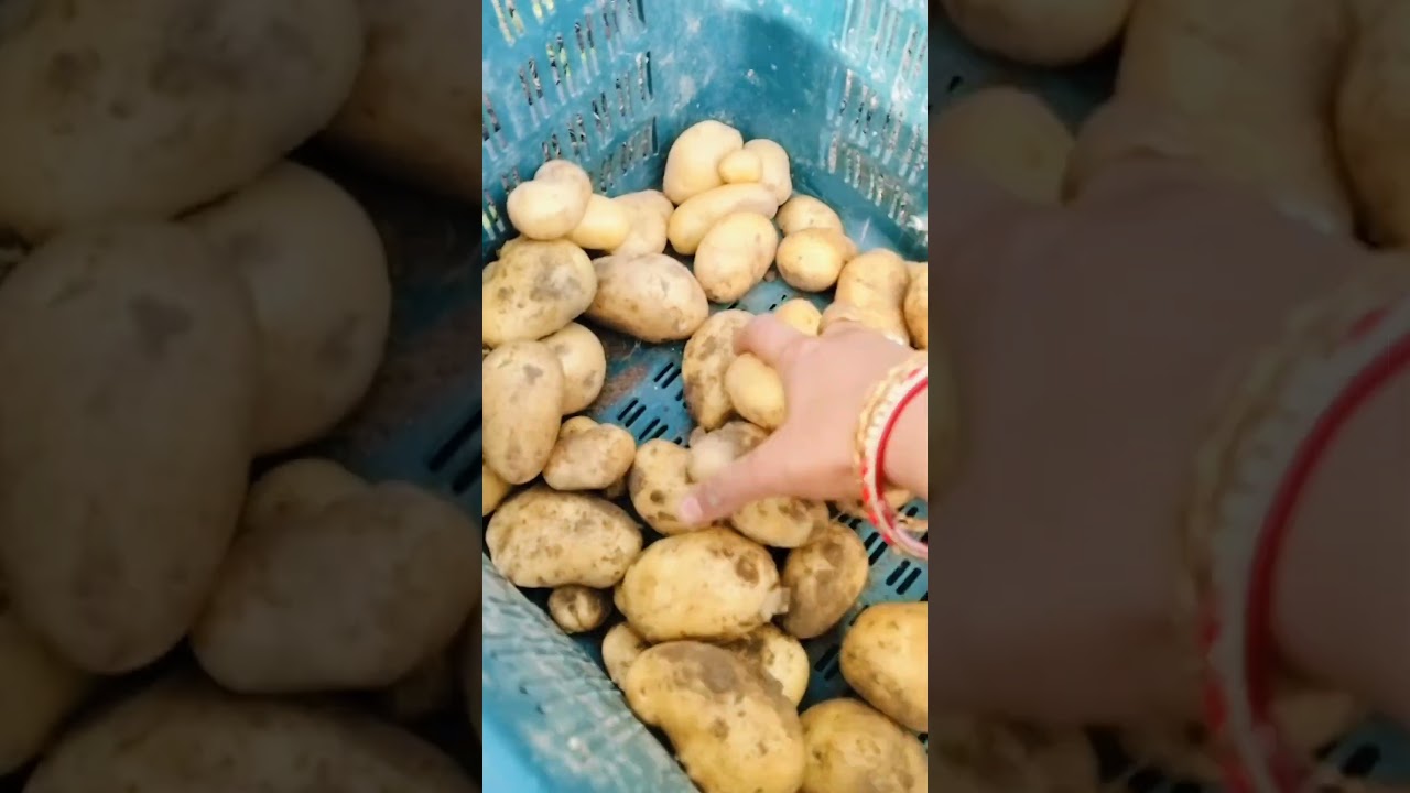 Harvesting of Potato 🥔