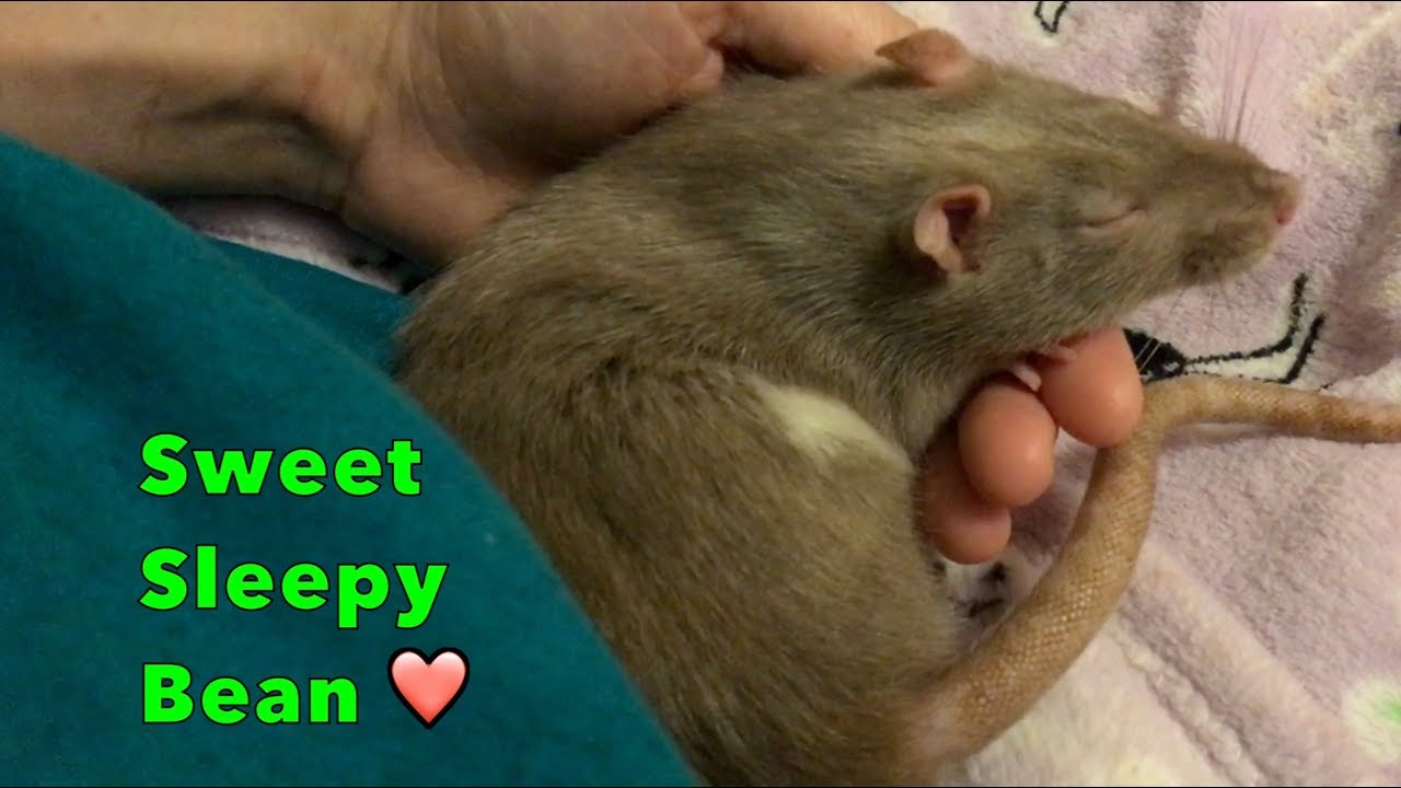 Sleepy and Snuggly Bean 😍