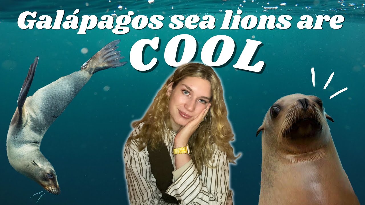 The Galápagos Sea Lion: Why They Need Our Attention