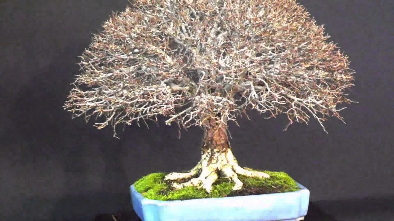 ll Exposición benéfica de Bonsais. Club amigos del Bonsai Parla.