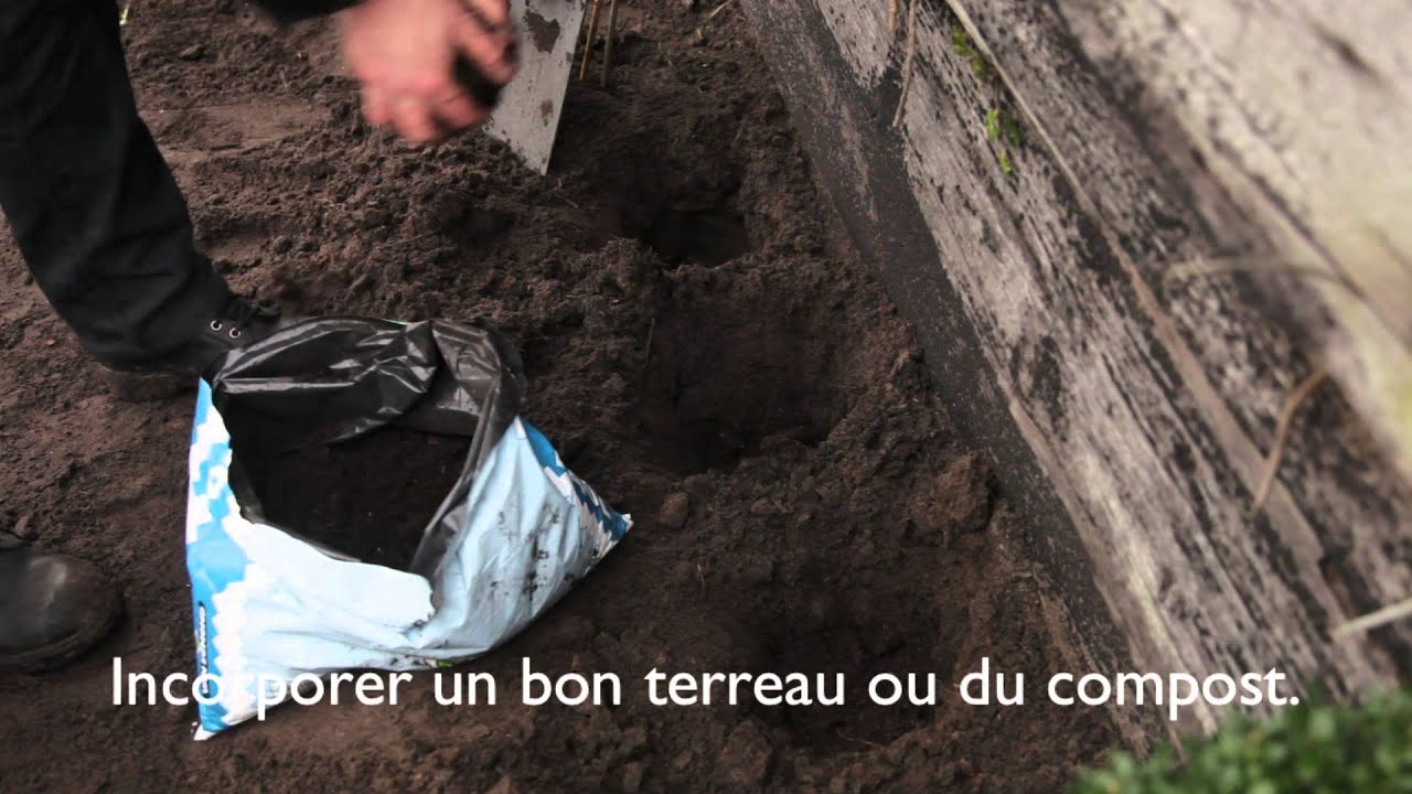 Plantation des framboisiers