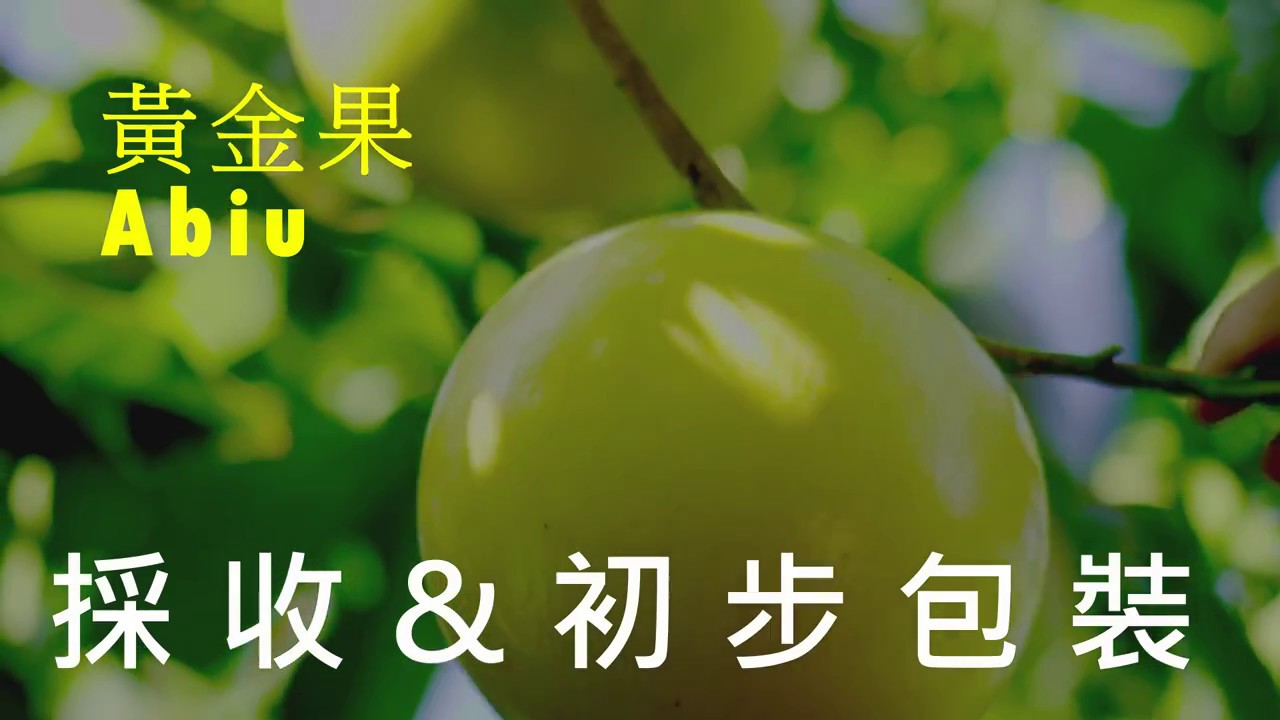 #黃金果如何採收與初步包裝與哪裡買？How is the Abiu fruit harvested with the initial package?雲林古農黃金果