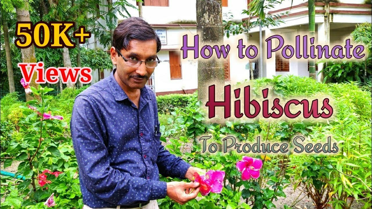 How to Pollinate  Hibiscus and Produce Seeds