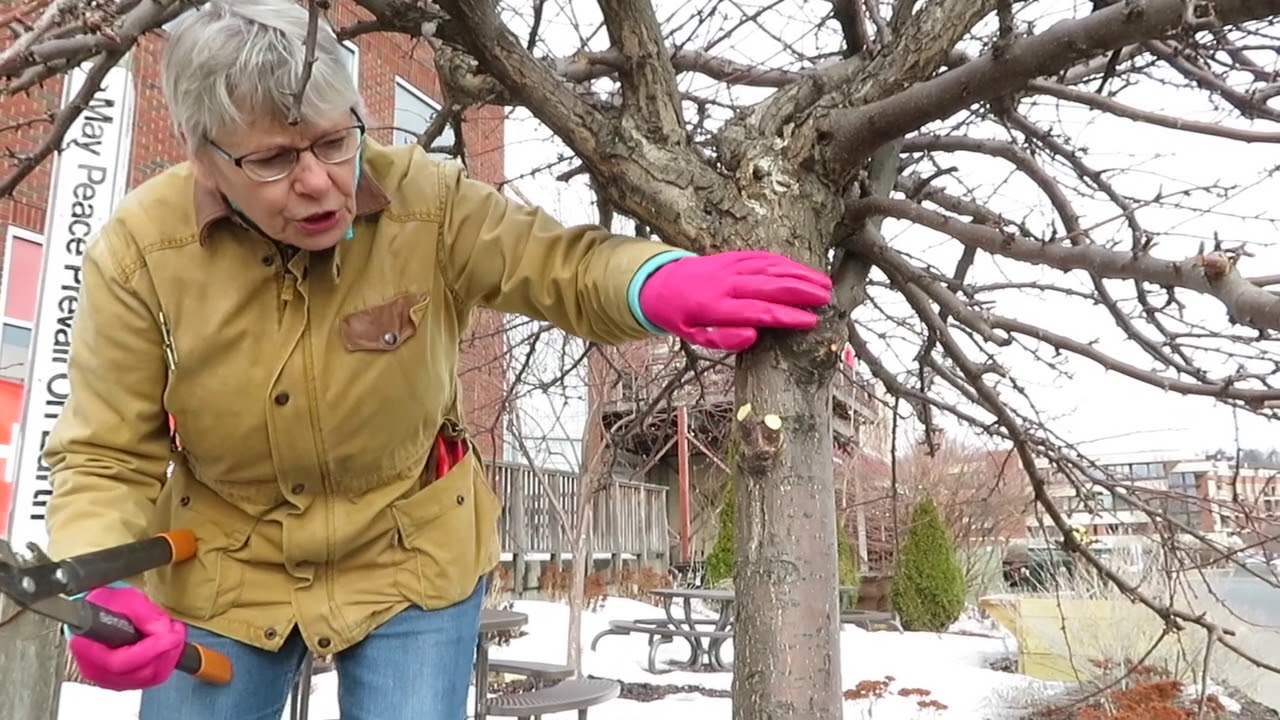 Spring Crabapple Pruning