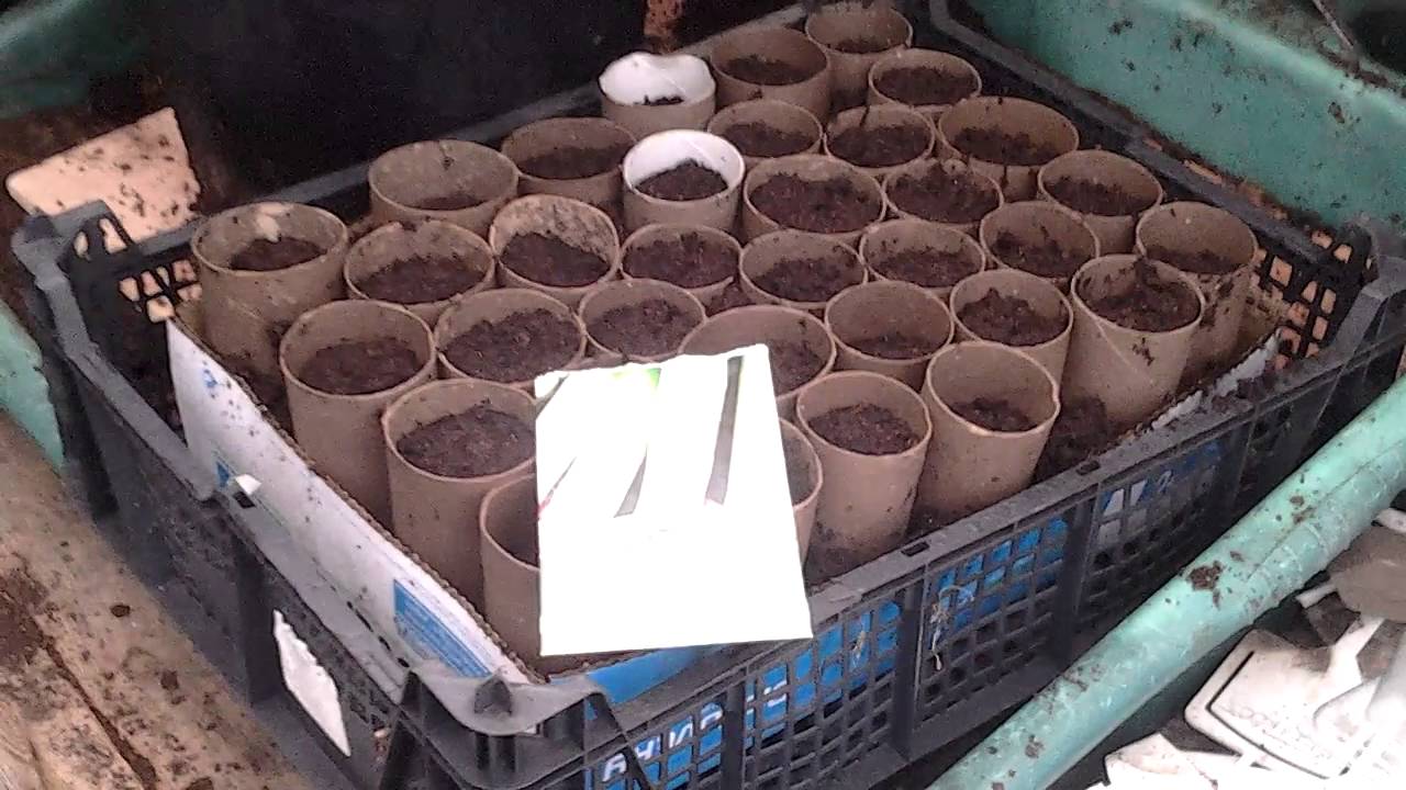 Sowing Musselburgh Leeks, Grow Room Update (78)