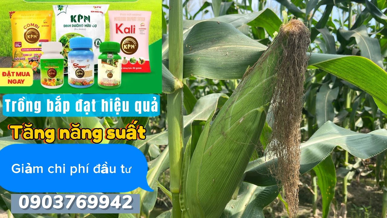 Phúc Thịnh 52: trồng bắp đạt hiệu quả cao cùng phân bón Kim Phú Nông