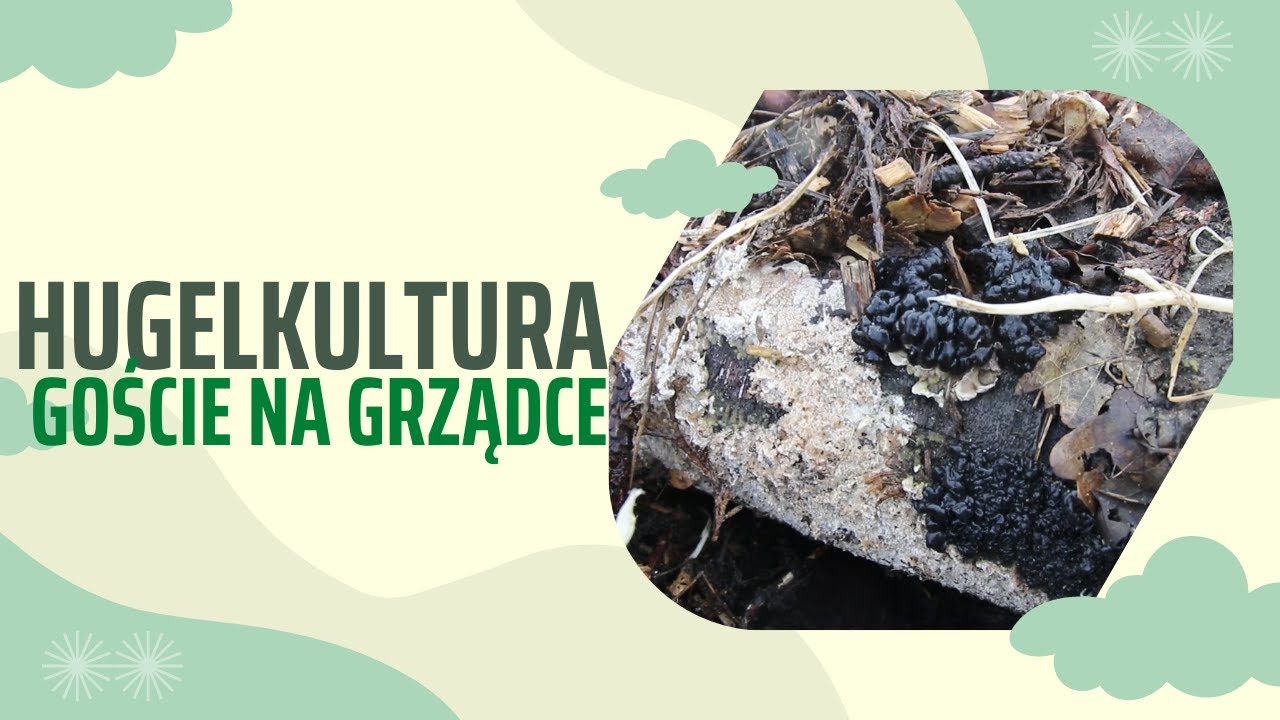 Hugelkultura - goście na grządce
