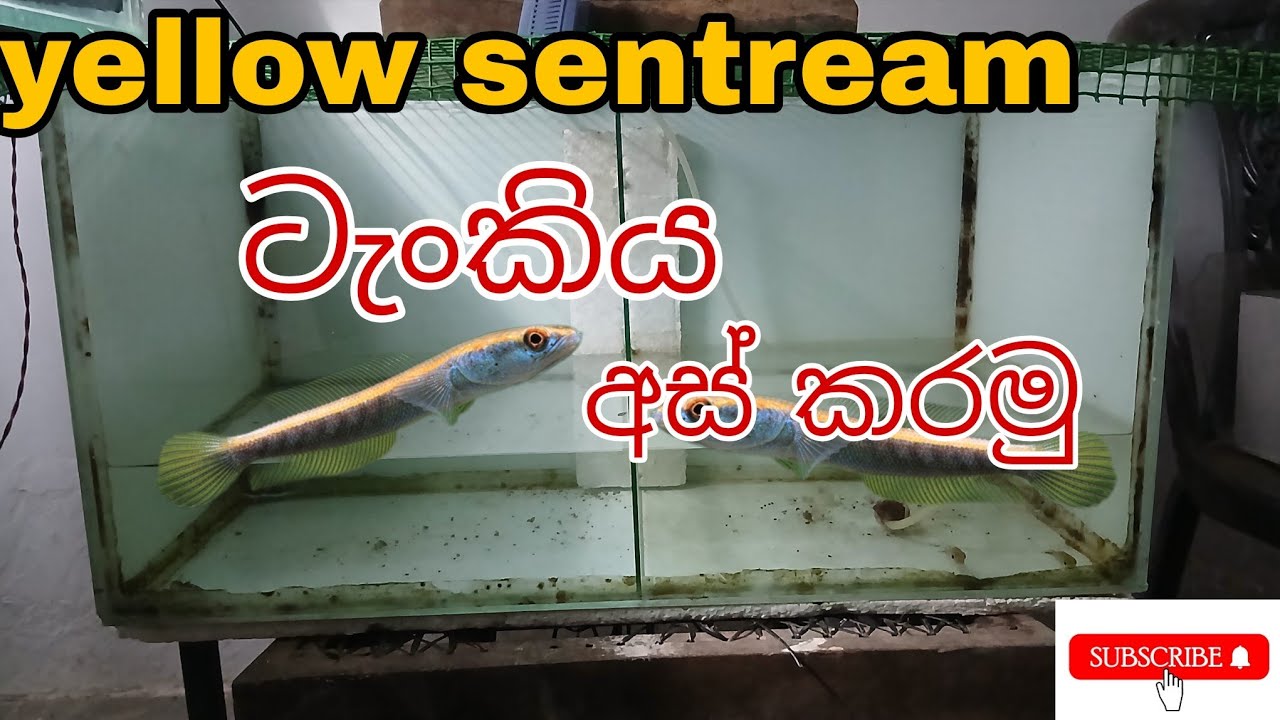 Yellow sentream ටැංකිය අස් කරමු 🐍💛|#aquamonster @aquamonster-x