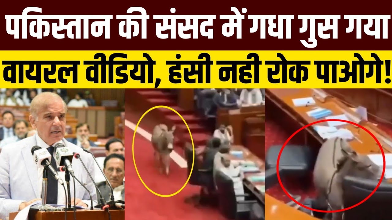 Unbelievable! Donkey Walks Into Pakistan Parliament &ndash; Full Truth Revealed!