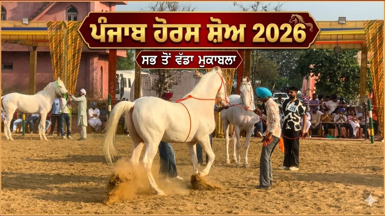 Punjab breed horse show 2026 first show 