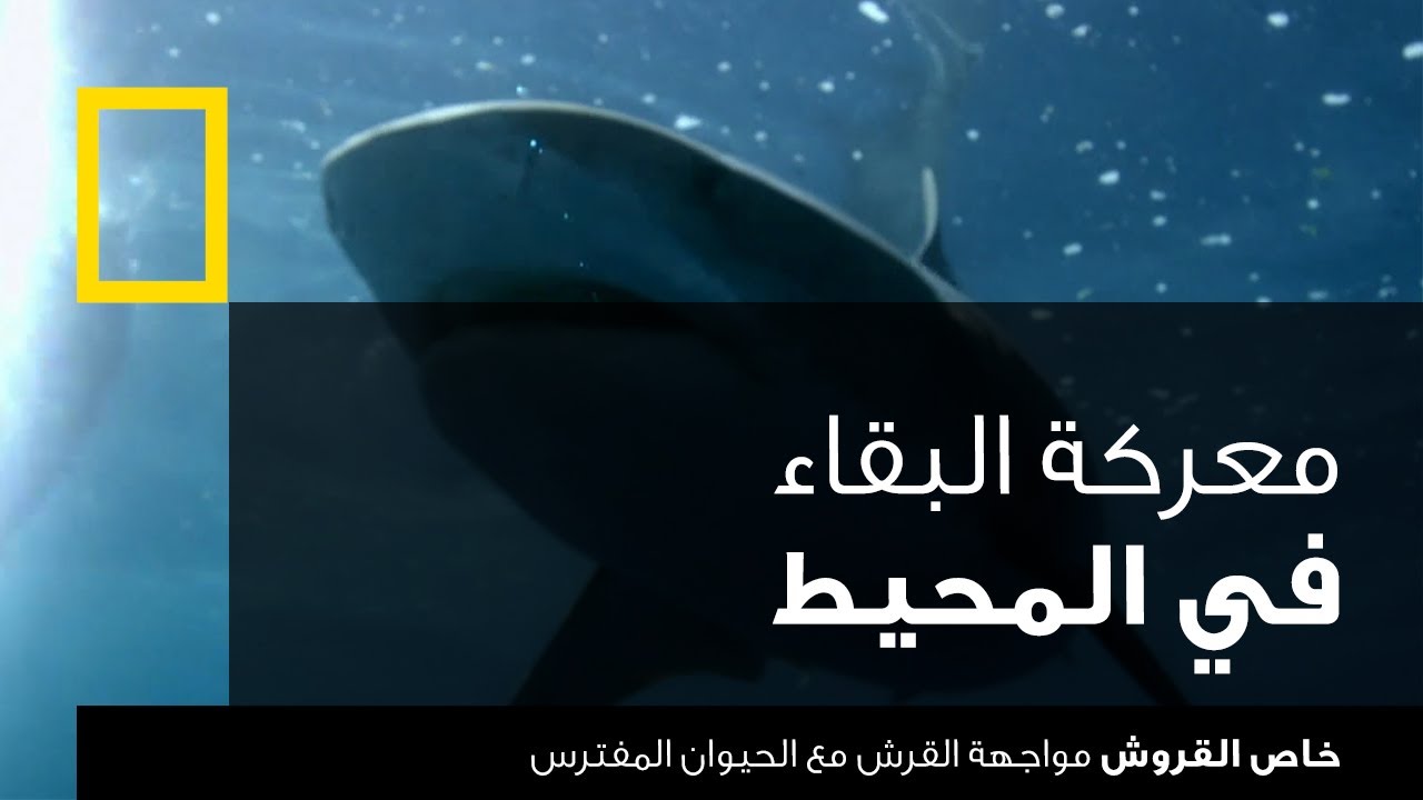 خاص القروش: مواجهة القرش مع الحيوان المفترس | ناشونال جيوغرافيك أبوظبي