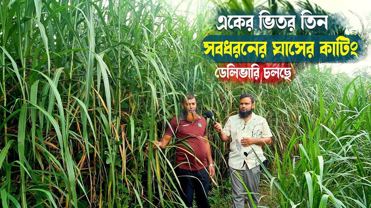 একের ভিতর সব । সবধরনের ঘাসের কাটিং ডেলিভারি চলছে #agriculture #gasstation