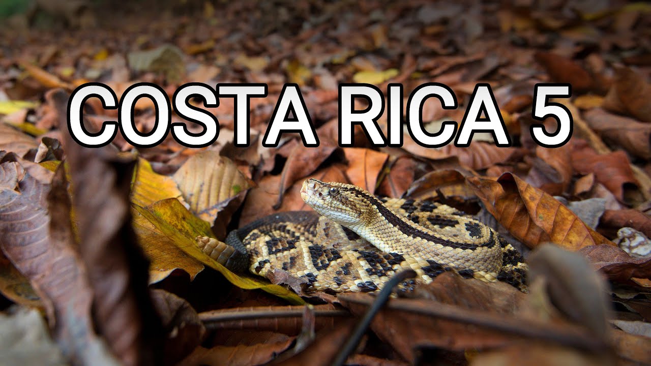 Behind the scenes - herping Costa Rica 5, rattlesnake rescue, bushmaster surgery