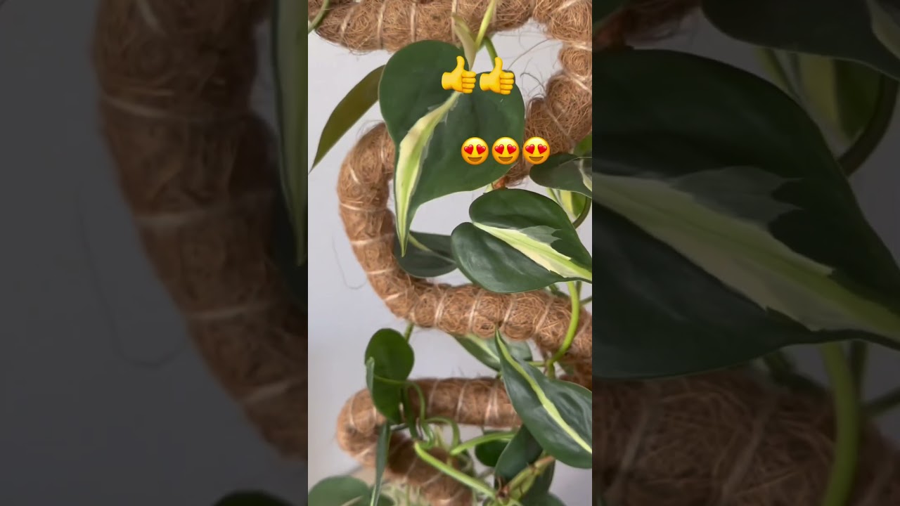 Philodendron Silver Stripe makeup😍#shorts#shortsfeed#plants#ytshorts#plantcare #youtube#subscribe