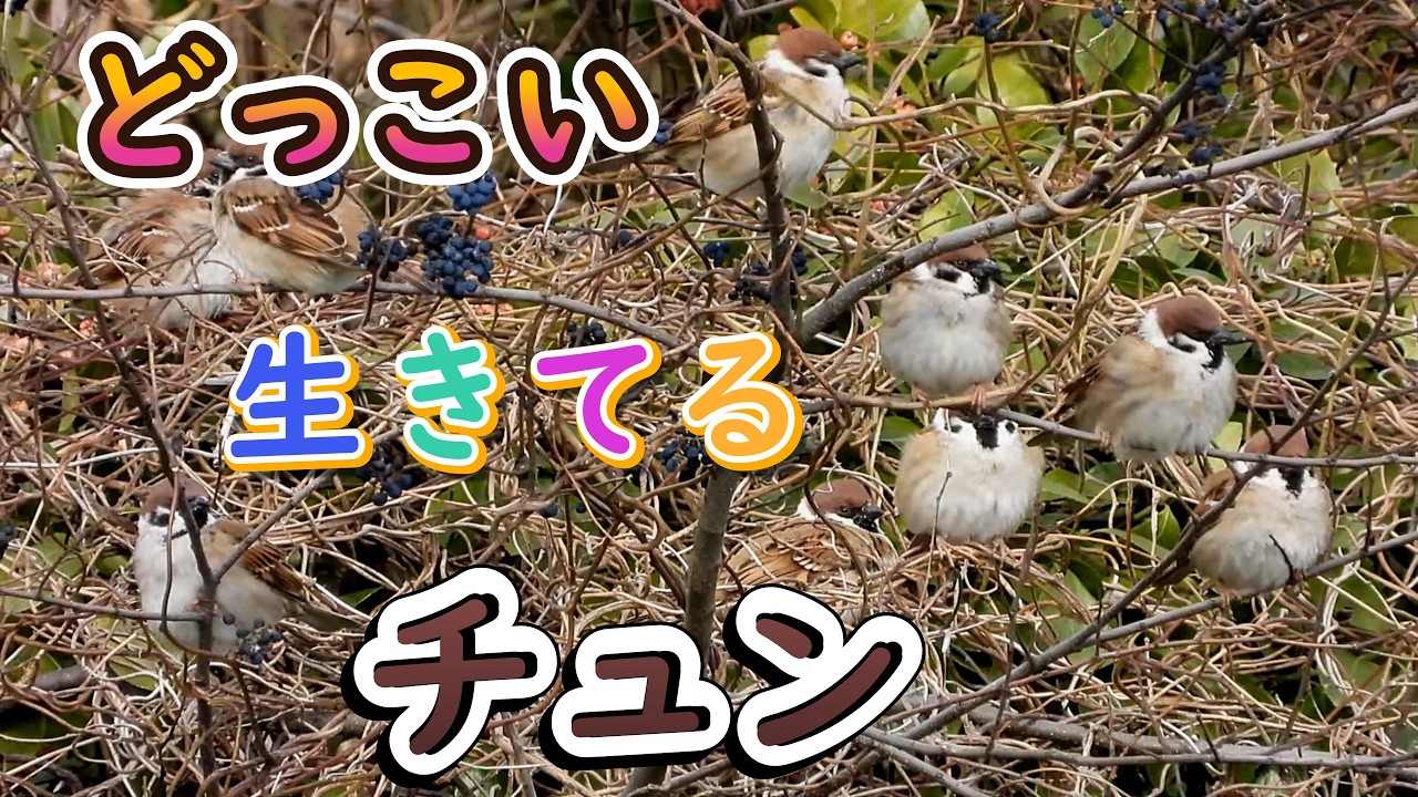 どっこい生きてるチュン
