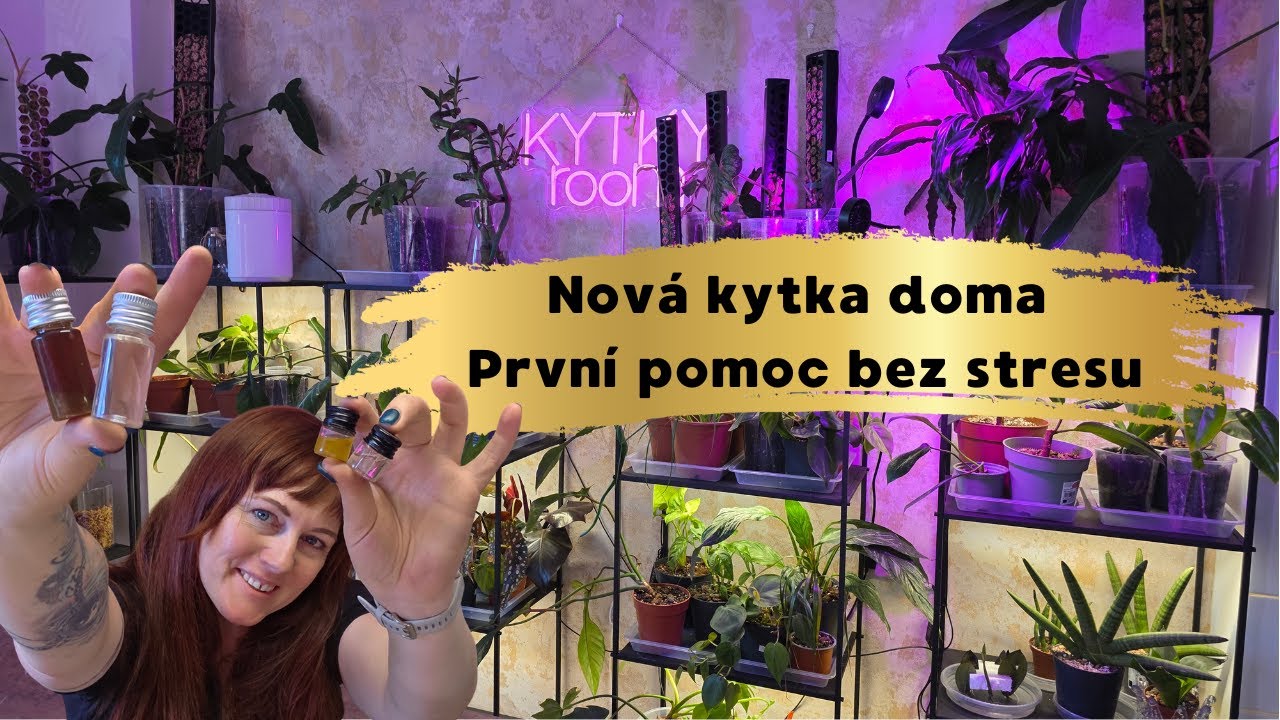 Jak ošetřit pokojovky po doručení? Startpack