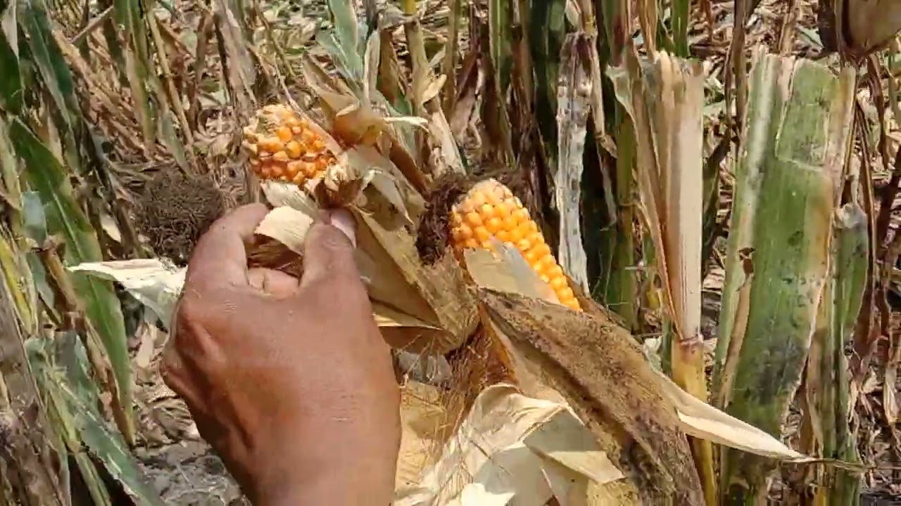 KAILAN PWEDE NG ANIHIN ANG ATING MAIS?110DAYS NA MAIS NK8840 VARIETY HARVEST NA.