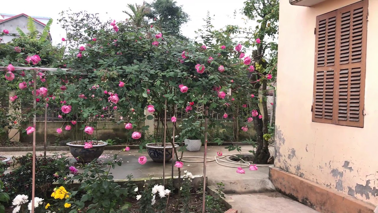 Hồng cổ sapa lên giàn siêu đẹp :)